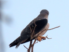 Elanus caeruleus caeruleus