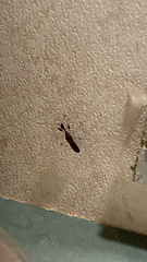 Myodocha serripes
