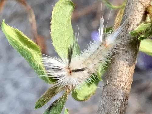 Banded Tussock Moth, photo 9 of 10