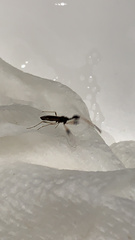 Myodocha serripes
