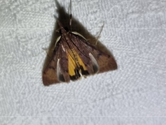 Uresiphita