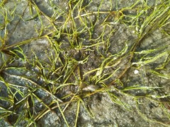 Pilularia globulifera