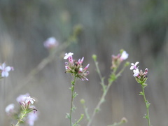 Plumbago europaea