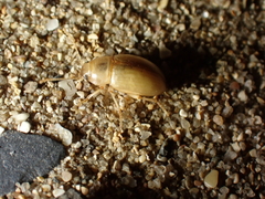 Phaleria cadaverina