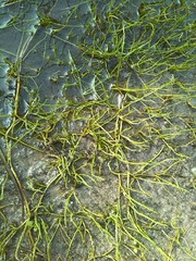 Pilularia globulifera