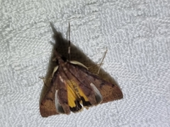 Uresiphita