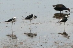 Himantopus leucocephalus