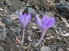 Colchicum feinbruniae