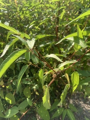 Corchorus capsularis