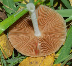 Bolbitius reticulatus