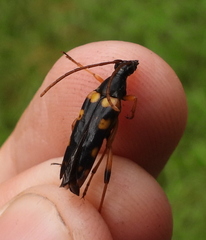 Strangalia attenuata