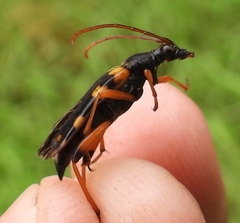 Strangalia attenuata