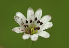 Microbotryum stellariae