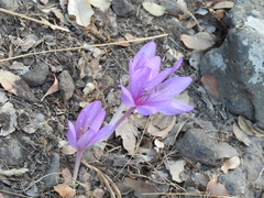 Colchicum feinbruniae