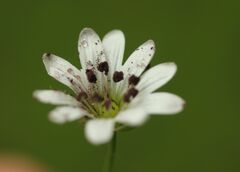 Microbotryum stellariae