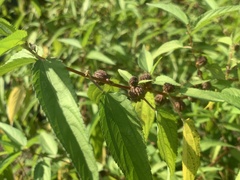 Corchorus capsularis