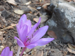 Colchicum feinbruniae