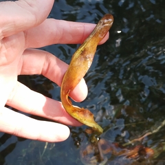 Potamogeton alpinus