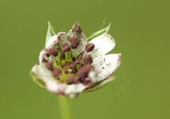 Microbotryum stellariae