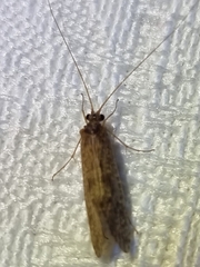 Hydrobiosidae