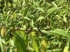 Corchorus capsularis