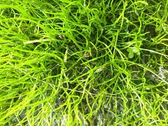 Pilularia globulifera