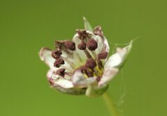 Microbotryum stellariae