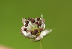 Microbotryum stellariae