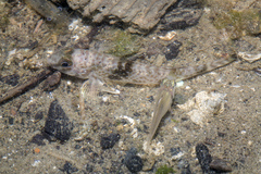 Yongeichthys nebulosus