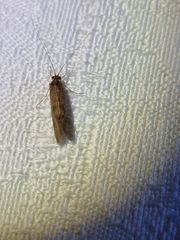 Hydrobiosidae