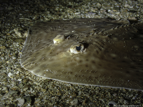 Blonde ray (Raja brachyura) — Rajidae — 3