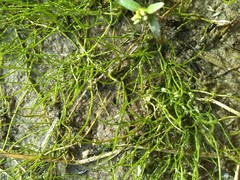 Pilularia globulifera