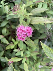 Spiraea japonica