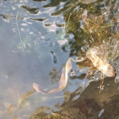 Potamogeton alpinus