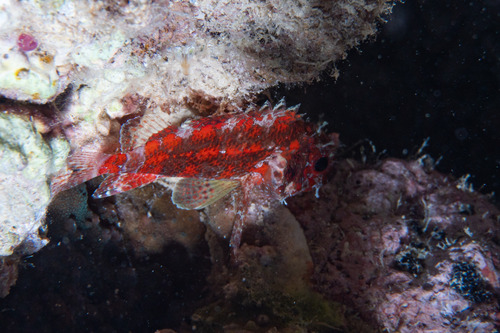 Common scorpionfish (Scorpaenodes guamensis) — Scorpaenidae