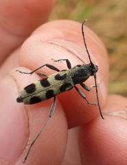 Chlorophorus herbstii