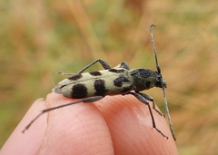 Chlorophorus herbstii