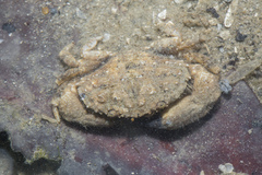 Leptodius sanguineus