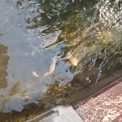 Potamogeton alpinus