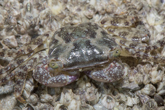 Metopograpsus