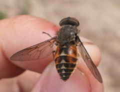 Hybomitra
