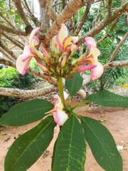 Plumeria rubra