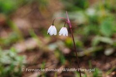 Acis autumnalis