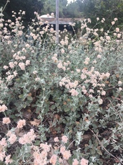 Eriogonum cinereum