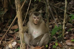 Macaca leonina