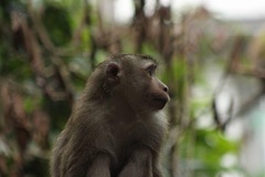 Macaca leonina