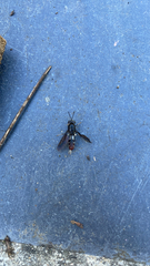 Hermetia illucens