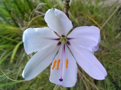 Aristea spiralis
