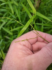 Ottochloa gracillima
