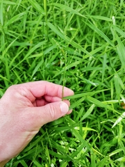 Ottochloa gracillima